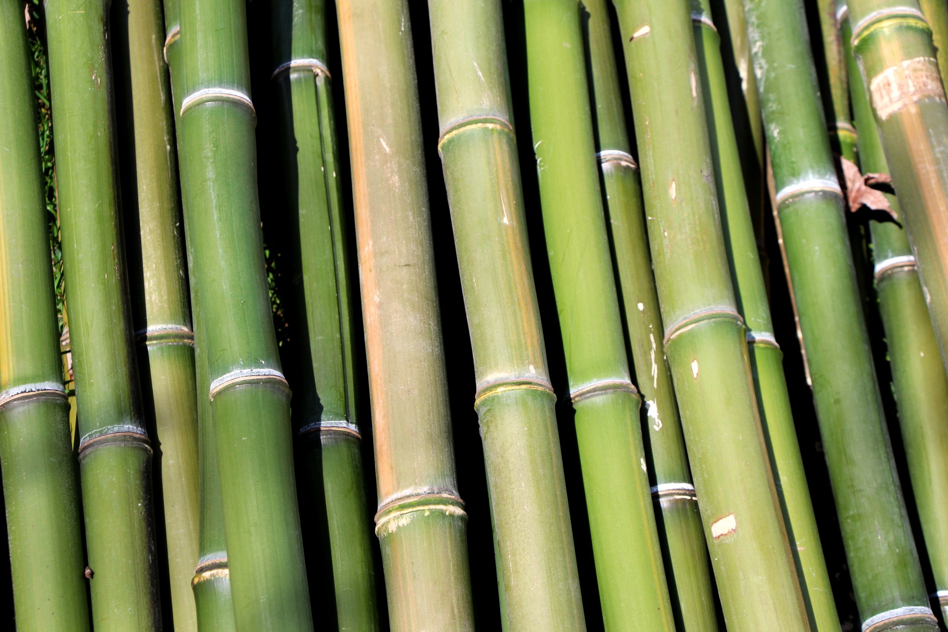 Bamboo